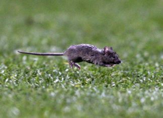 Stadiumi më i shtrenjtë i Premier League është i mbushur me… minj