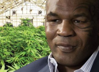 Mike Tyson i hyn biznesit të marijuanës