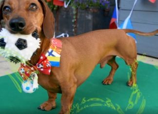 Nesër fillon ‘EURO 2020’ – qeni me nofkën “salçiçja psiqike” jep fituesin e ndeshjes Turqi – Itali